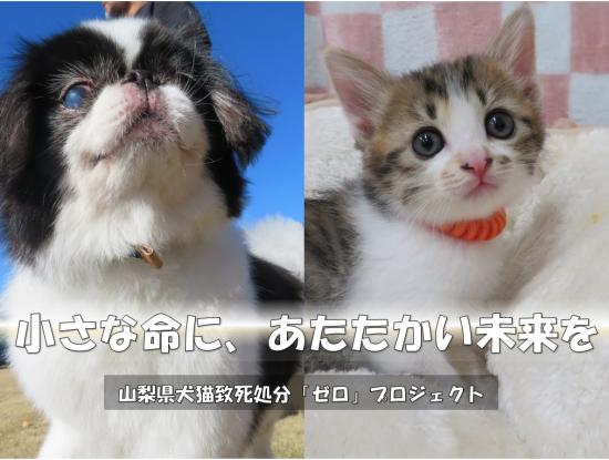 小さな命に、あたたかい未来を　山梨県犬猫致死処分「ゼロ」プロジェクト