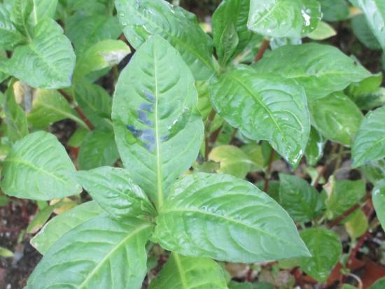 画像：色素が変色した藍の葉