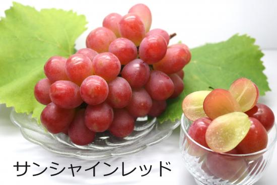 サンシャインレッド