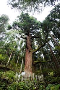 氷室神社の大スギ