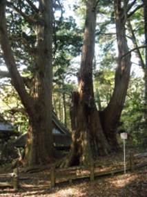 四尾連のリョウメンヒノキ