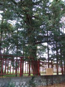 表門神社のコツブガヤ