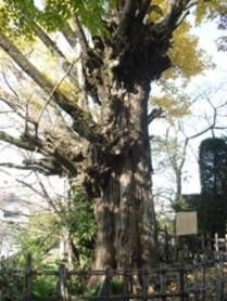 薬王寺のオハツキイチョウ