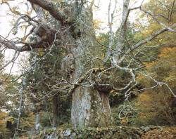 七面山の大トチノキ