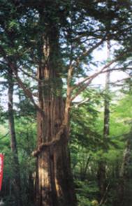 七面山の大イチイ