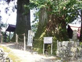 京ヶ島の夫婦スギ