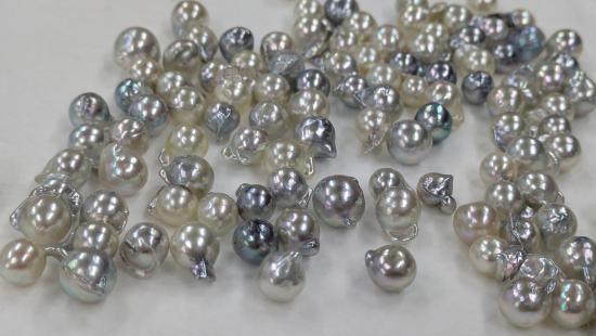 JW2025　宇和島産あこや真珠　イメージ