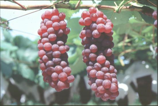 デラウェア画像