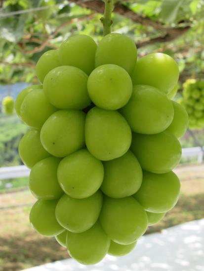 シャインマスカット画像