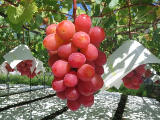 サンシャインレッド画像