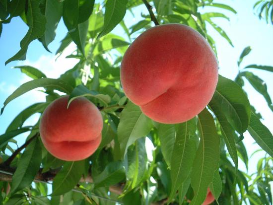 川中島白桃画像