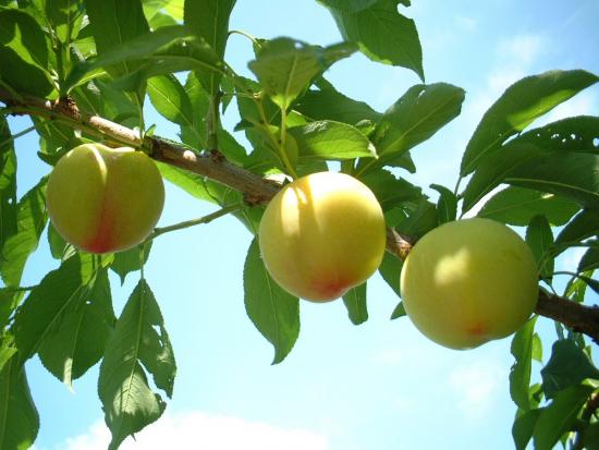 大石早生すもも画像