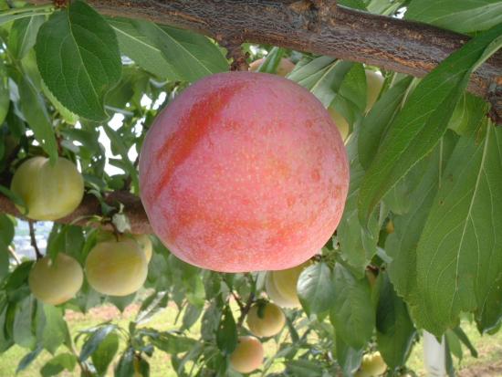 サマーエンジェル画像