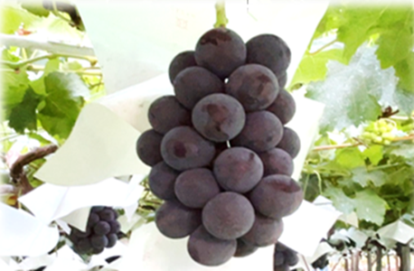 ブドウの画像2