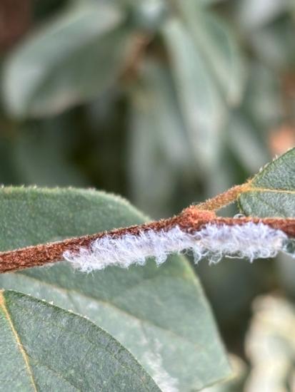 産卵された枝３