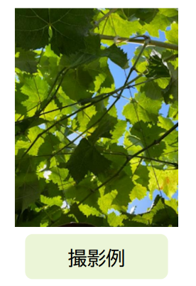 撮影例