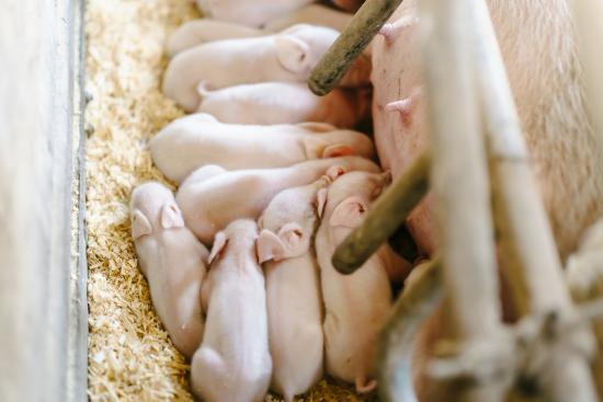 cueillette_boohoowoo02_04