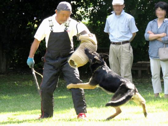画像:ドッグショーの様子