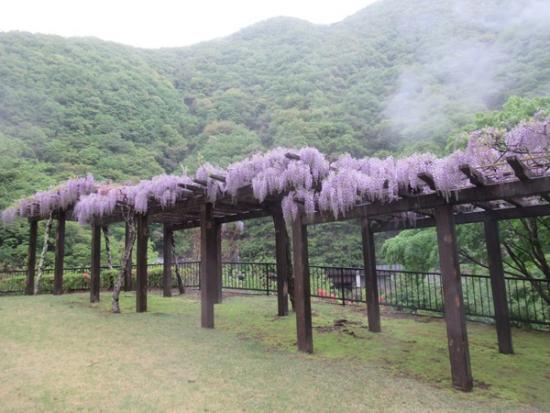 令和7年5月2日撮影の藤1