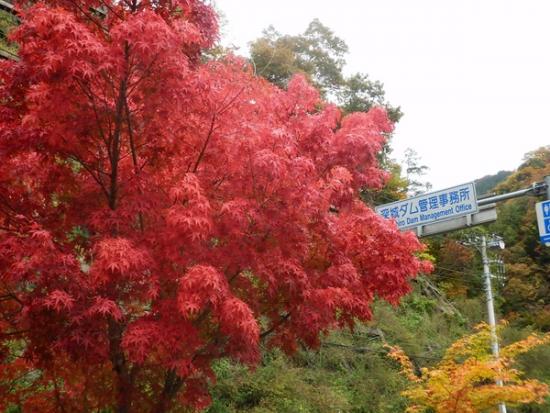 令和7年11月6日の深城ダム1