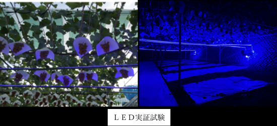 LED実証実験