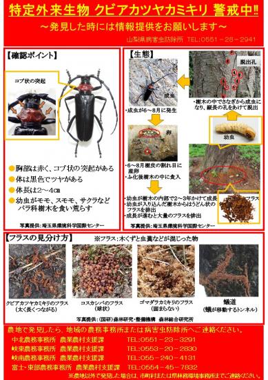 クビアカ啓発チラシ2