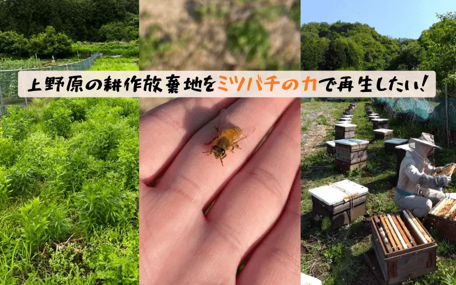 ハニー1