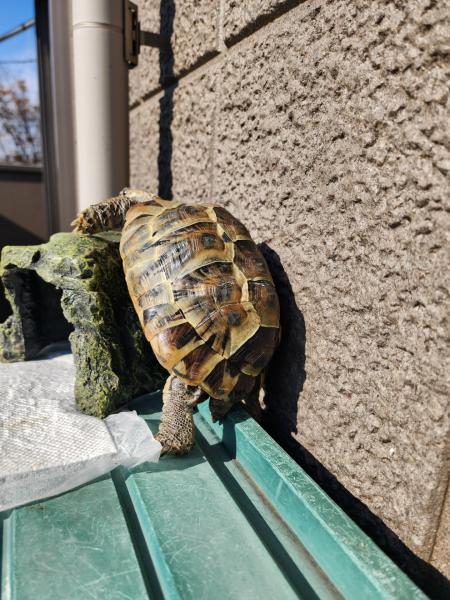 リクガメ