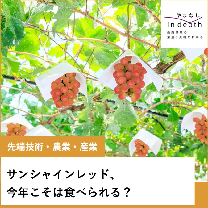 サンシャインレッド