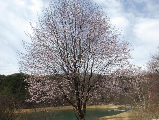 管理事務所手前から2026年4月20日の写真