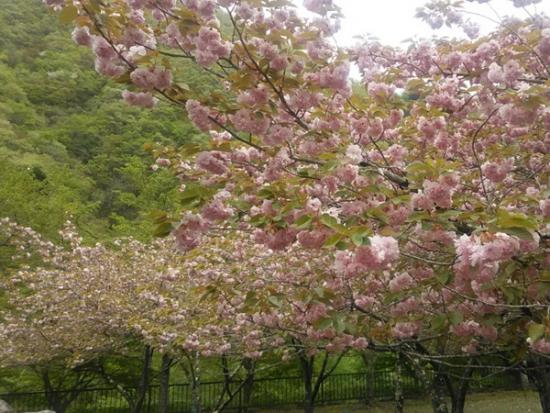 令和6年4月26日の小金沢公園サトザクラ