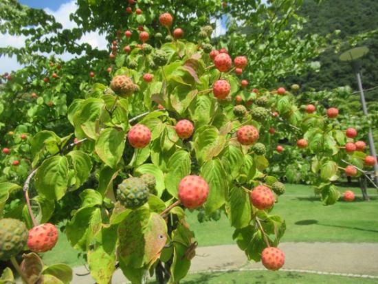 令和6年9月6日の小金沢公園のヤマボウシ