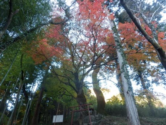 令和6年11月29日のユルギのカエデ