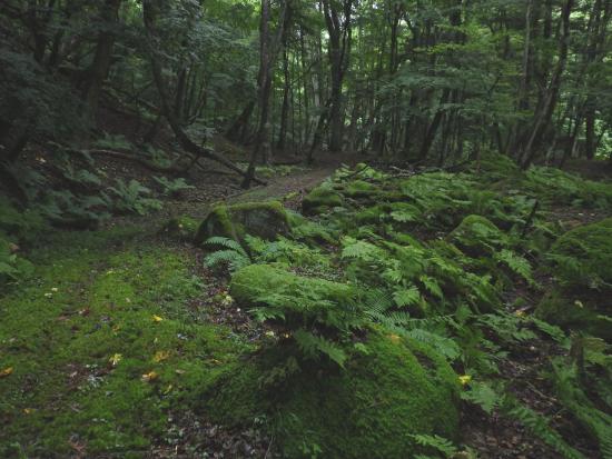 琴川上流の遊歩道の様子