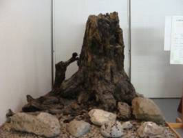 小淵沢町・白州町のトウヒ属樹根化石