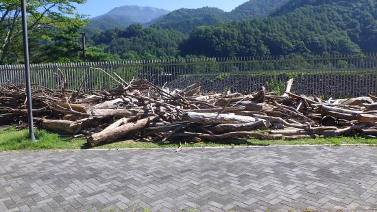 流木写真2（250819）