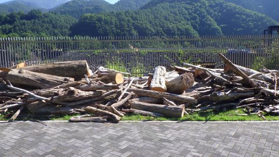 流木写真3（250819）