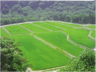 茅ヶ岳北西部地区