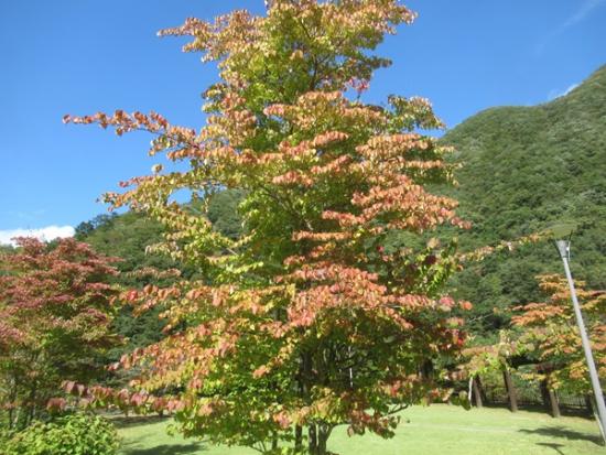 令和6年10月22日の小金沢公園