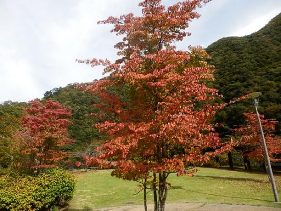 令和6年10月31日の小金沢公園2