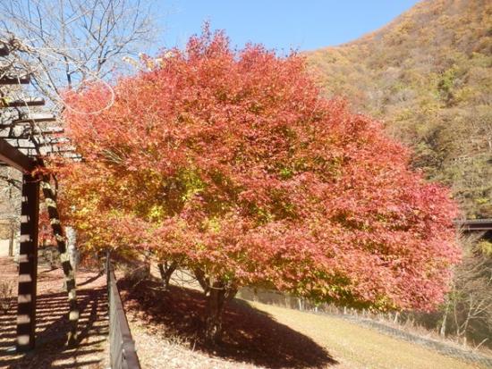 令和6年11月29日の小金沢公園2