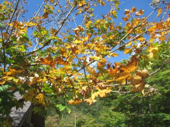 令和7年10月8日の小金沢公園のイタヤカエデ