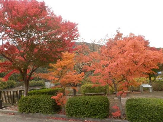 令和7年11月6日の深城ダム3