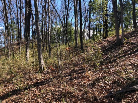 大丸山トップ写真